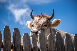 cow vegan snacks