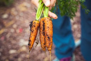 carrots growing eco friendly