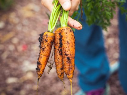 carrots growing eco friendly