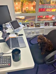 puppy sitting at desk