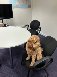 dog sitting on office chair